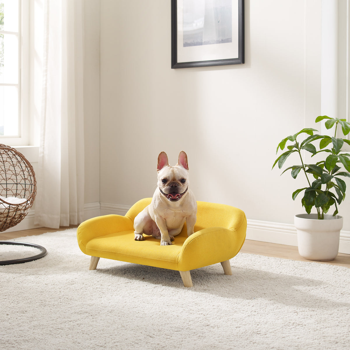 praise By law fluctuate Akkeri Couch Yellow – Sam's Pets LLC