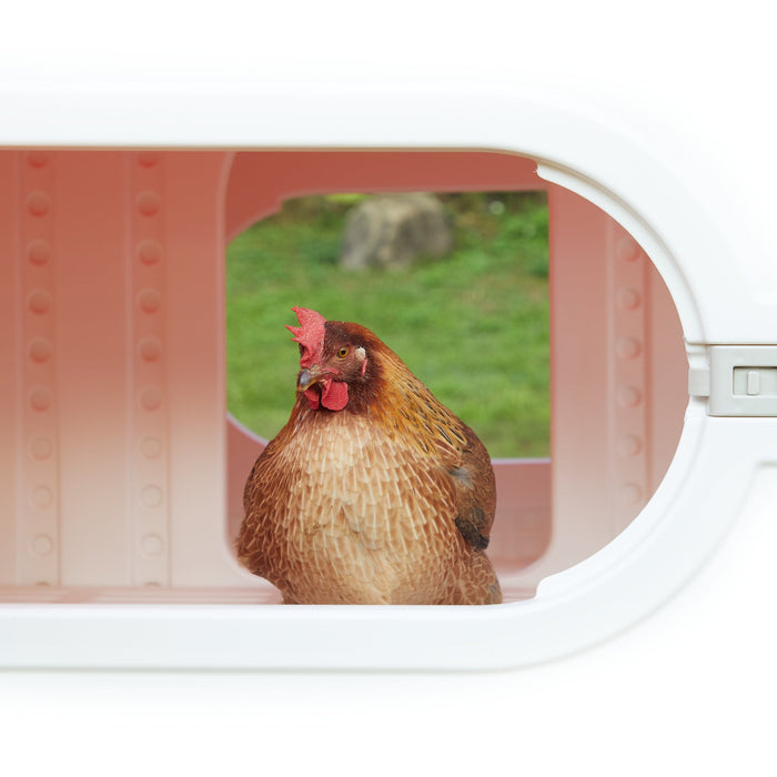 Chicken Coops