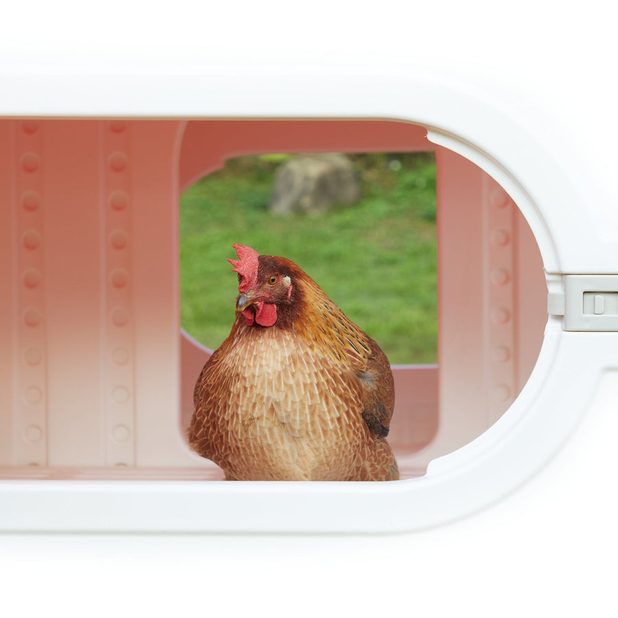 Chicken Coop