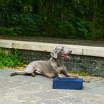 Sam's Pets Duke Pet Bowl 13'' In Navy Blue